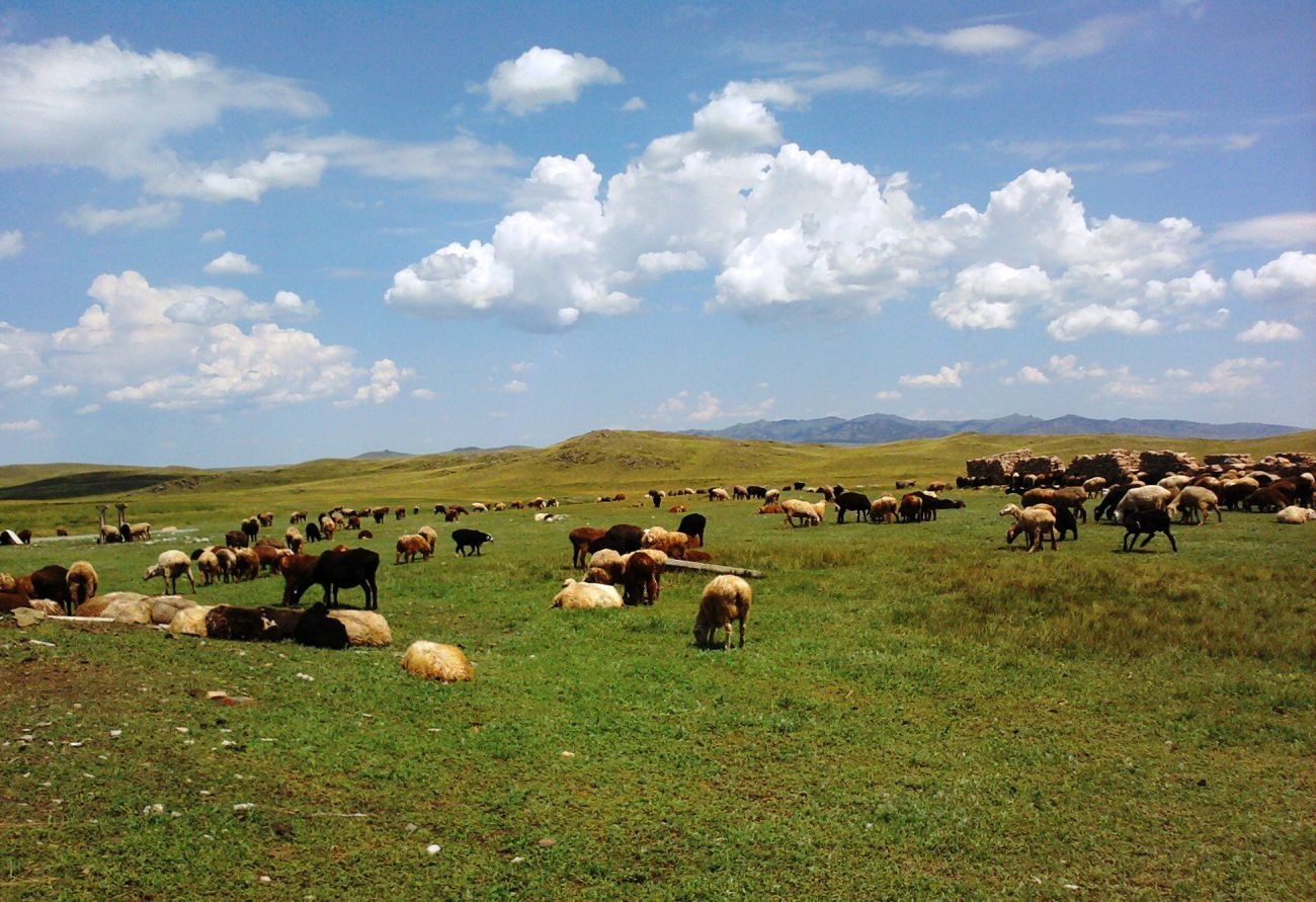 Мал бай. Овцеводство в Казахстане. Жайылым. Мал чарбачылыгы. Шаруа.