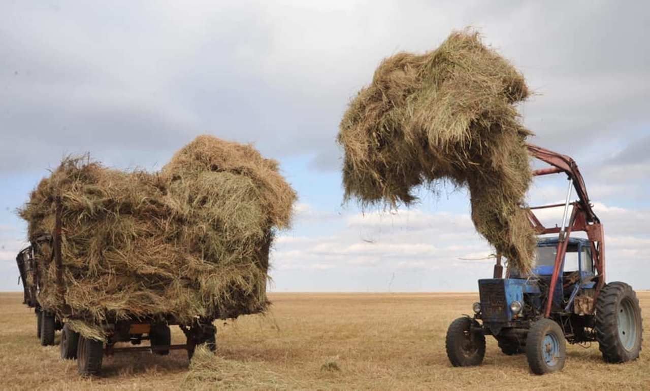 Ауданда шөп қоры жеткілікті ме?