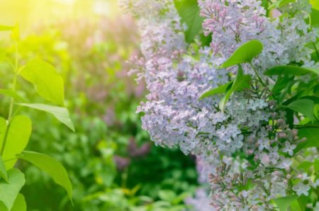 27 градус ыстық: Алдағы күндері ауа райы қандай болады