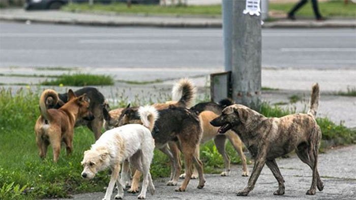 Қаңғыған иттерге  қадағалау бар ма?