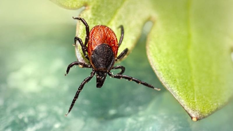 Кенеге қарсы залалсыздандырудың күзгі маусымы