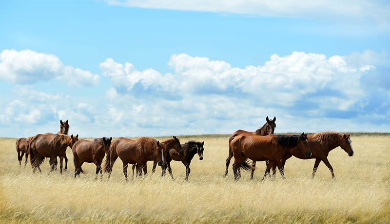 Үшінші бағыт:  Жер игерілсе – игілік көп