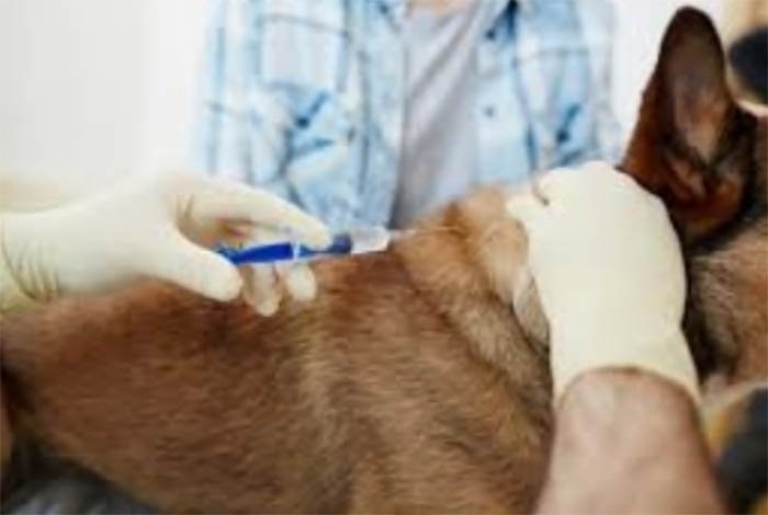 Құтырма ауруы