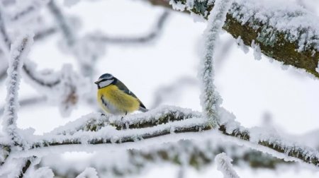 Елімізде алдағы күндері 20 градусқа дейін аяз күтіледі