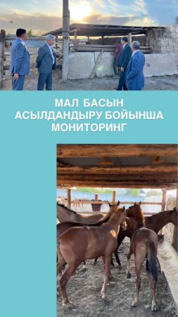 МАЛ БАСЫН КӨБЕЙТУ ЖӘНЕ ОНЫ АСЫЛДАНДЫРУ МЕН ӨНІМІН ҰЛҒАЙТУ БАҒЫТЫНДА АТҚАРЫЛҒАН ЖҰМЫСТАРҒА МОНИТОРИНГ