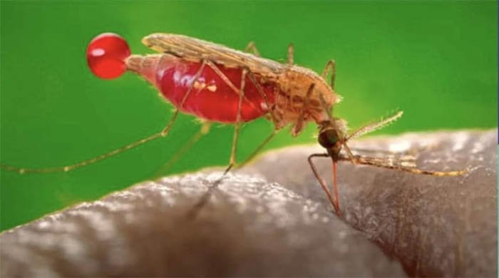 Безгек ауруы жайлы!