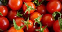 Қызылорда облысында қызанақты қайта өңдейтін зауыт салынады